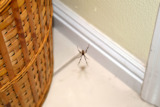 Black Widow Spider Control - Pest Control Exterminators - West Columbia SC - Croach Croach Pest Control 28 Boland Court, Unit 28 