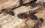 Carpenter Ants - Columbia SC Ant Control - Croach Pest Control Exterminators Croach Pest Control 28 Boland Court, Unit 28 