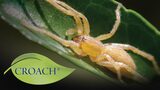 Croach Pest Control Exterminators - West Columbia SC - Header Croach Pest Control 28 Boland Court, Unit 28 