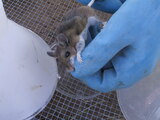 Deer Mouse - Hantavirus Infected - Croach Deer Mice Control Croach Pest Control 28 Boland Court, Unit 28 