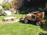 Tree Surgery Gallery of South West London Tree Surgeons