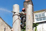 Tree Surgery Gallery of South West London Tree Surgeons