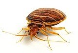 Profile Photos of Bed Bug Solutions Cincinnati