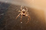 Spiders Control<br />
 First Quality Pest Control of Cerritos 16321 Piuma Ave 