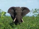 Elephant - Kruger Park South African Tours and Safaris Po Box 662 