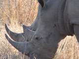 White Rhino South African Tours and Safaris Po Box 662 
