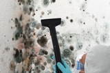 Profile Photos of Drymore Mold Removal