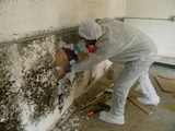 Profile Photos of Drymore Mold Removal