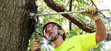Profile Photos of Macomb Tree Service