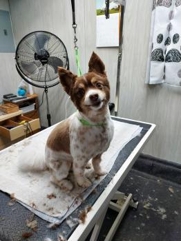 Profile Photos of Dog Grooming 410 West Main Street - Photo 2 of 4