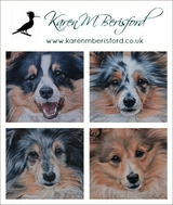 4 individual Shetland Sheepdog pet portrait commissions - each completed in Coloured pencils Karen M Berisford Spital Crescent 