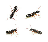 Profile Photos of Top Quality Pest Control of Mission Viejo