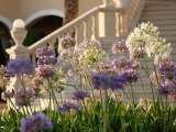 Enjoy the splendour of flowers and you will feel like in paradise. The St. Regis Mardavall Mallorca Resort Passeig Calvia s/n 