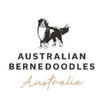  Profile Photos of bernedoodle puppies Southern Highlands - Photo 1 of 1