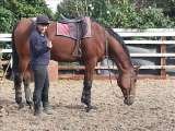 producing calmness from total stress in a TB Instinctive Horse Training 44 Main Street, Skidby 