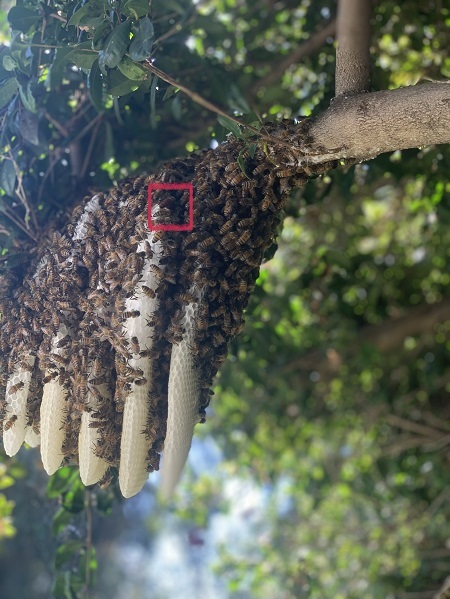  Profile Photos of Family Bees Eco-Friendly Bee Removal 8549 Wilshire Boulevard - Photo 1 of 3