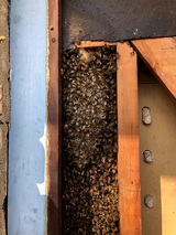Family Bees Eco-Friendly Bee Removal, Beverly Hills