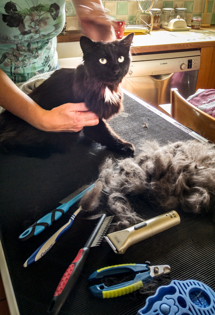 Spooky from Henfield Profile Photos of Feline Divine Mobile Cat Grooming Church Lane, Coldwaltham - Photo 5 of 8