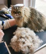 Delia groomed by Feline Divine Mobile Cat Grooming