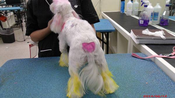  Profile Photos of Merryfield School of Pet Grooming 5040 NE 13th Ave. - Photo 19 of 19