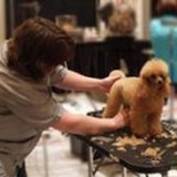 Profile Photos of Merryfield School of Pet Grooming