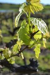 Profile Photos of Fox Creek Wines