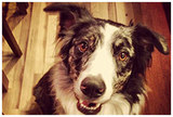 Profile Photos of Dog Ventures