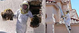 Profile Photos of Glenn's Honey Bee Removals