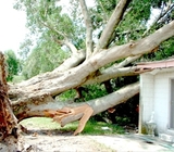 Profile Photos of Florida Catastrophe