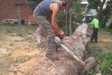Profile Photos of Tall Timbers Tree Services