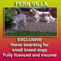  Profile Photos of Fern Villa: EXCLUSIVE home boarding for Small dogs Broom - Photo 4 of 8