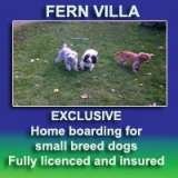  Fern Villa: EXCLUSIVE home boarding for Small dogs Broom 
