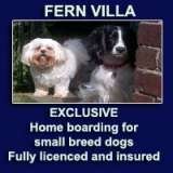  Fern Villa: EXCLUSIVE home boarding for Small dogs Broom 