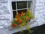 Profile Photos of Blackthorn Cottage