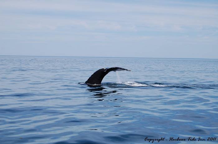 Well. there's one of the many North American Right Whales we see each season. Profile Photos of Harbour Tide Inn ~ Bed & Breakfast 725 Main Street - Photo 68 of 83