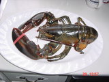    Lobster - Approximately 4 lbs, 2 Klios. A Bay of fundy/Harbour tide delight/ In Season                             Harbour Tide Inn ~ Bed & Breakfast 725 Main Street 