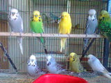 BIRD STOCK of The Pet & Hobby Shop
