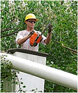 Profile Photos of A Affordable Tree service