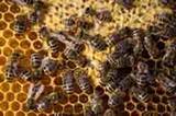 Macro shot of bees swarming on a honeycomb
