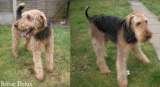Airedale Terrier Clippinh 