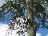 Profile Photos of Hercules Tree Service