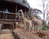  Safari Adventures Kenya Portal Place House, Muindi Mbingu Street. 