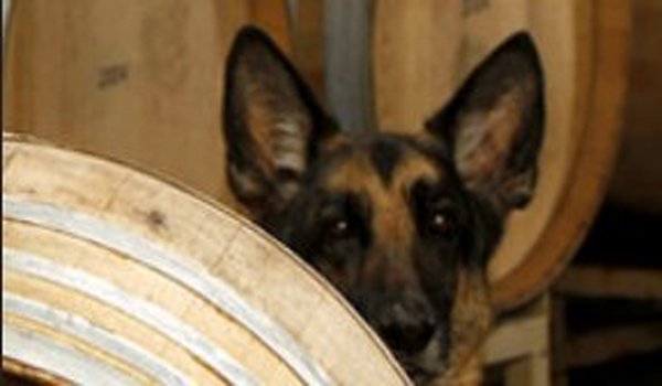  Profile Photos of D'Alfonso & Curran Winery 4457 Santa Rosa Rd - Photo 3 of 3
