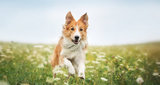 Red border collie dog running in a meadow summer Brunnock Canine Solutions UNIT 7C DELTA RETAIL PARK BALLYSIMON ROAD 