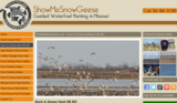 showme snow geese, Albany
