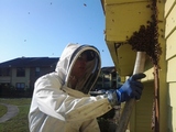  Eco Bee Removal 330 College Court 