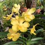 Banjong Orchids, Miami