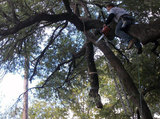 Profile Photos of Above All Tree Service