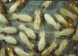Pricelists of Buzz Kill Pest Control