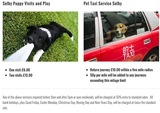 Pricelists of Canine To Five Dog Walking & Pet Services